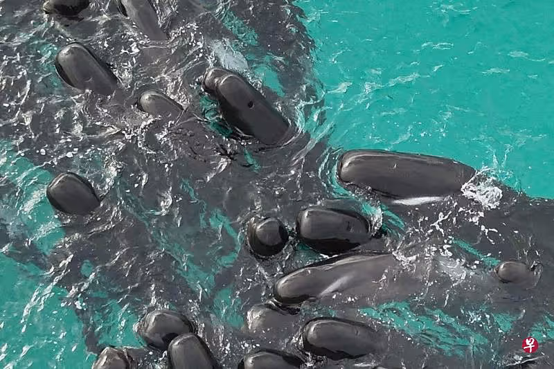 世界苦茶7月26日新闻 | 37条